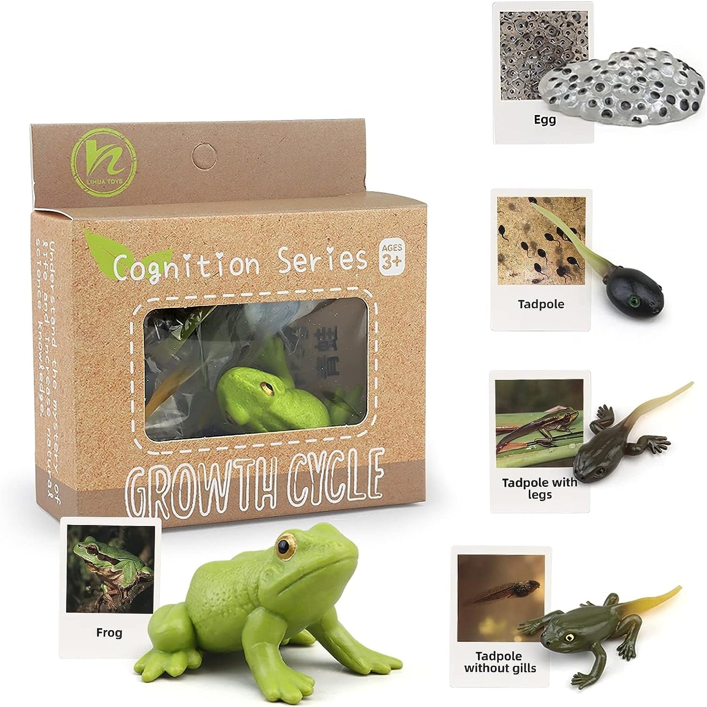 Realistic Montessori Frog Life Cycle toy set with flash cards, featuring plastic tadpole to frog figurines and insects for educational play.