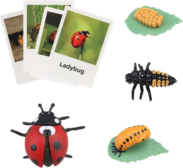 Realistic ladybug Montessori life cycle animal figure with flash cards, educational matching toy for kids aged 3+ by X With Love.