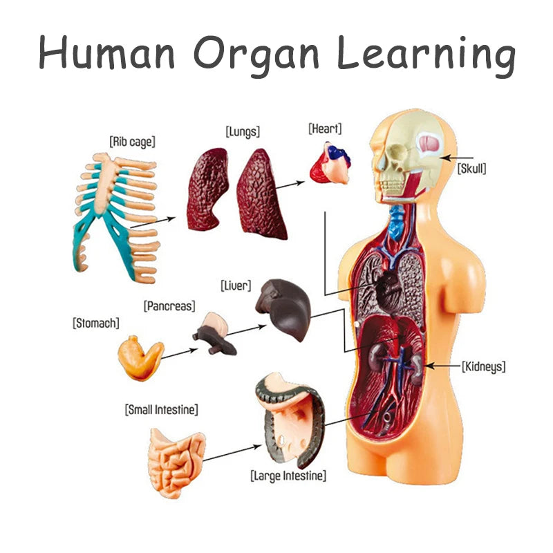 3D human body torso model by X With Love, educational DIY toy with removable organs for children’s anatomy learning and teaching.