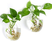 Egg-shaped glass propagation station by My Store, ideal for hydroponic plant propagation in home or office decor. Two-pack set.