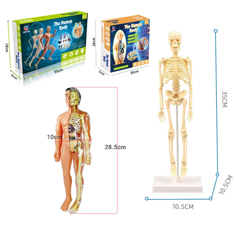 3D human body torso model by X With Love, educational DIY toy showing internal organs for children's anatomy learning.