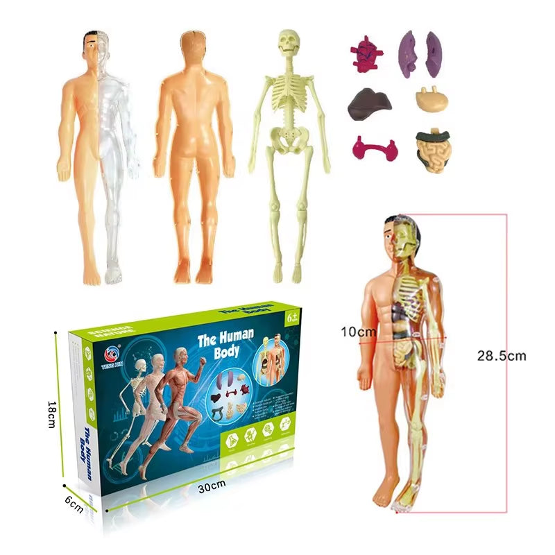 3D human body torso model by X With Love, educational toy showing internal organs for children’s anatomy learning and assembly.