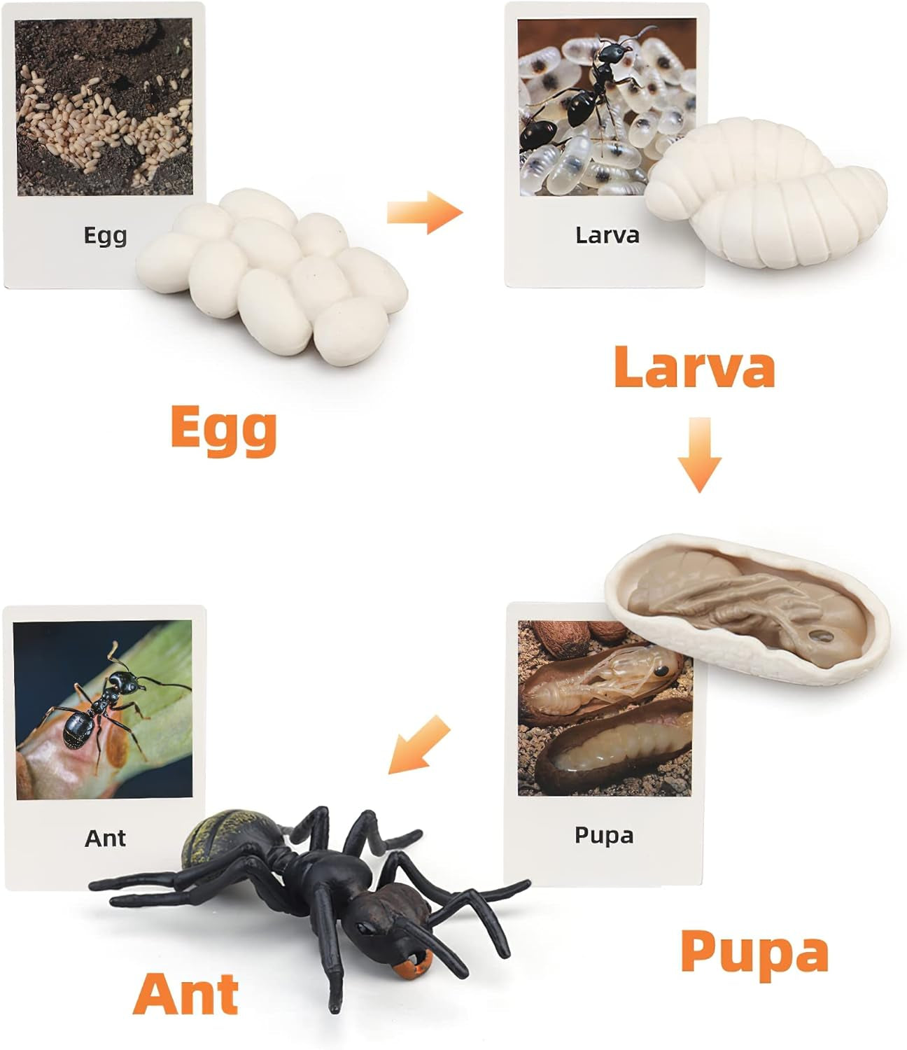Colorful X With Love Montessori life cycle animal figurines including bee, ant, and plant for kids' preschool learning activities.