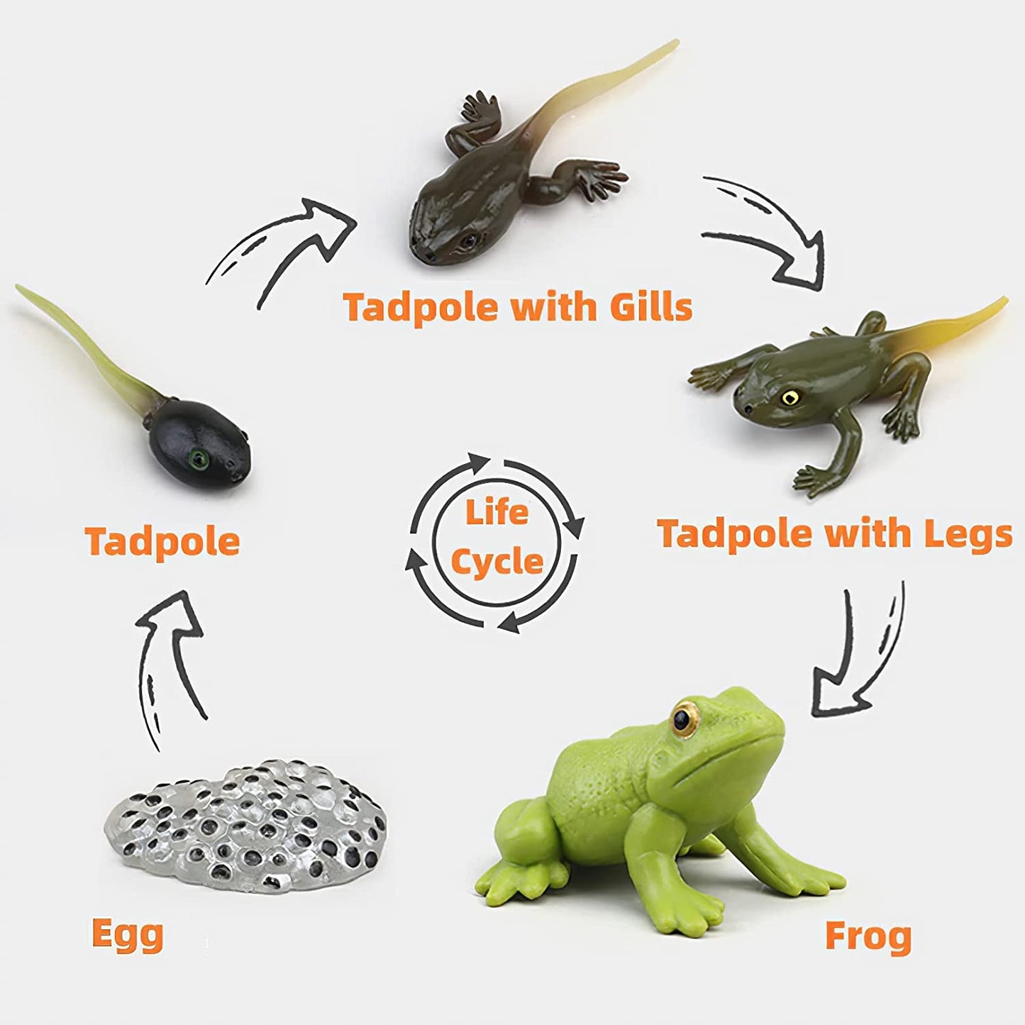 Realistic plastic frog life cycle figurines with flash cards, showing tadpole to adult frog stages for educational play.