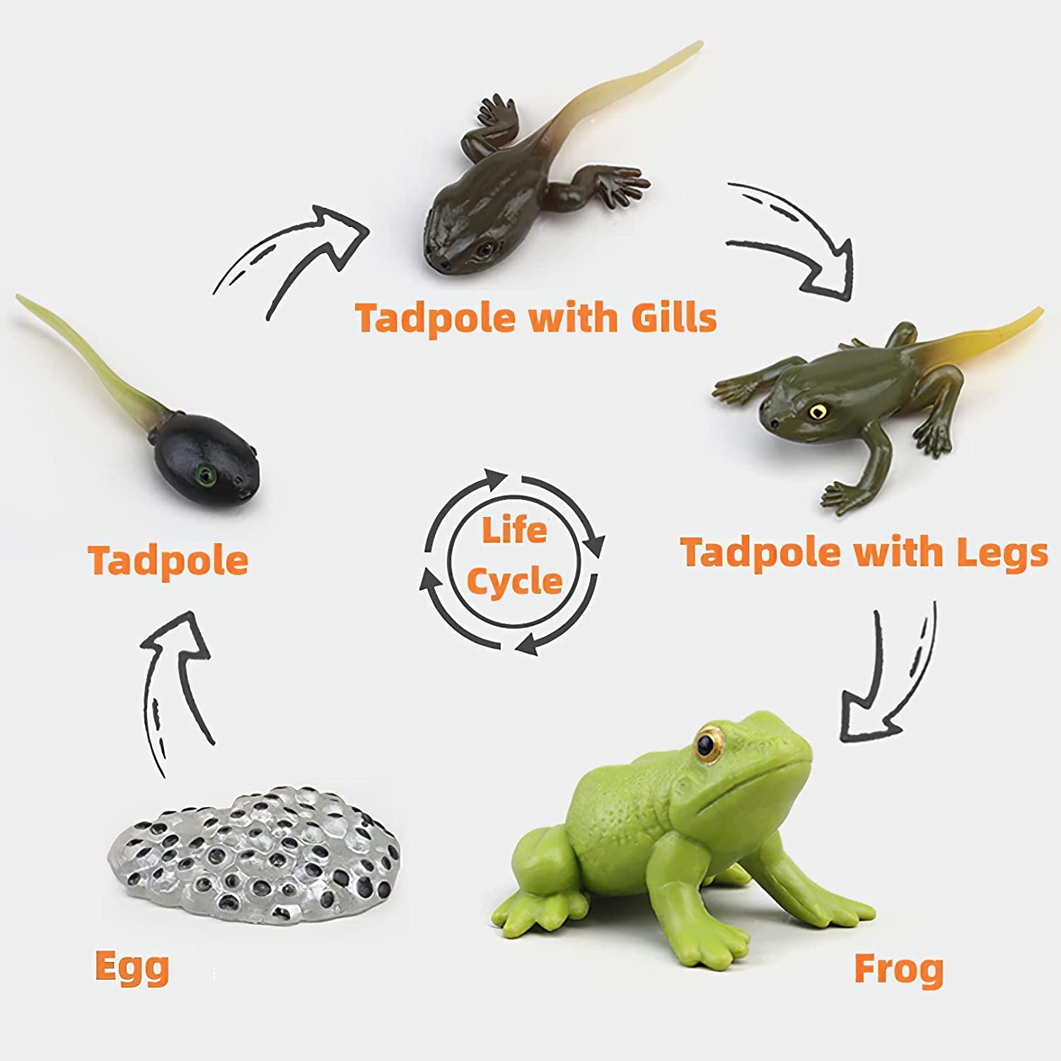 Realistic plastic frog life cycle figurines with flash cards, showing tadpole to adult frog stages for educational play.