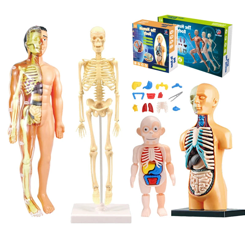 3D human body torso model by X With Love, educational DIY toy showing internal organs for children’s learning and anatomy study.
