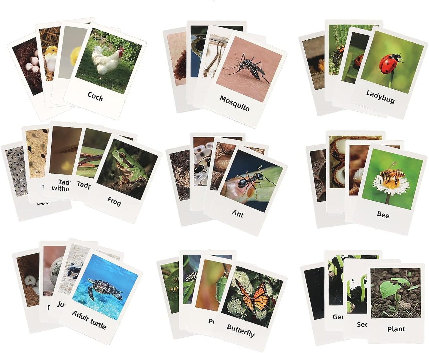 Realistic turtle figure and matching flash cards from Montessori Life Cycle Animal Figures set by X With Love for educational play.