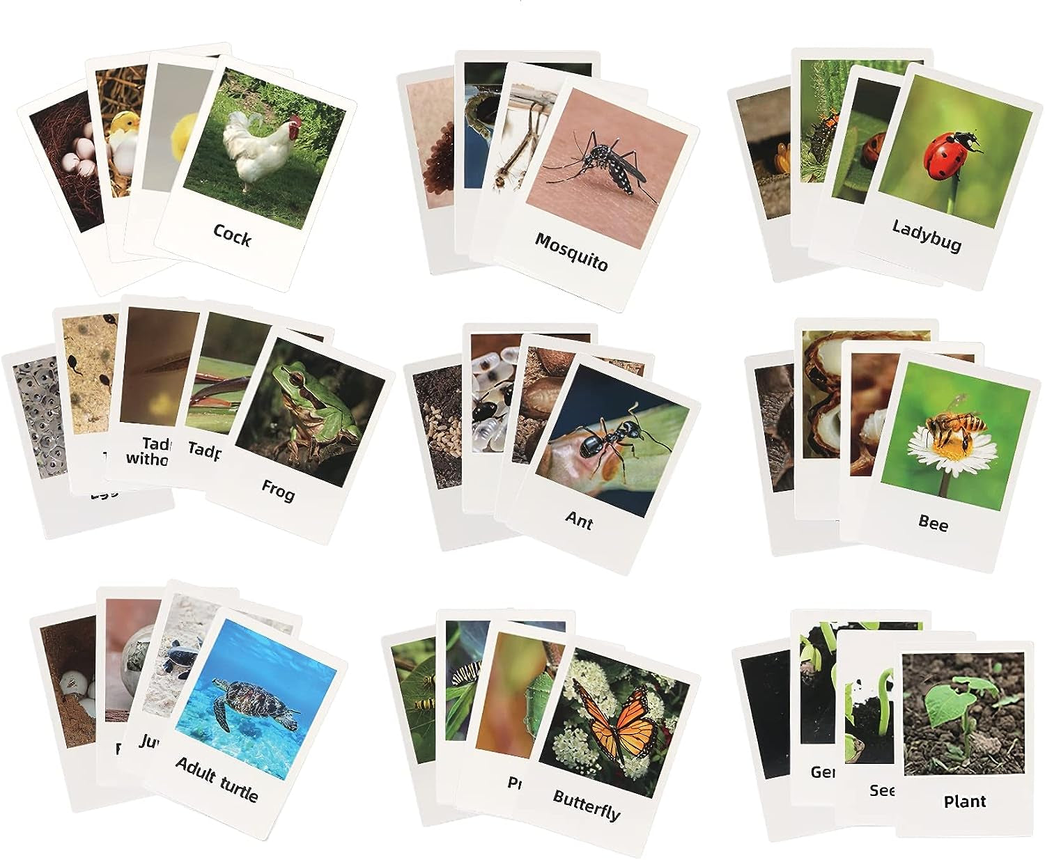 Realistic turtle figure and matching flash cards from Montessori Life Cycle Animal Figures set by X With Love for educational play.