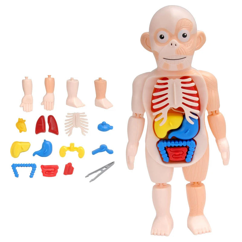 3D human body torso model by X With Love, educational DIY toy showing internal organs for children's learning and anatomy practice.