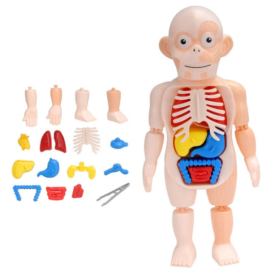 3D human body torso model by X With Love, educational DIY toy showing internal organs for children's learning and anatomy practice.