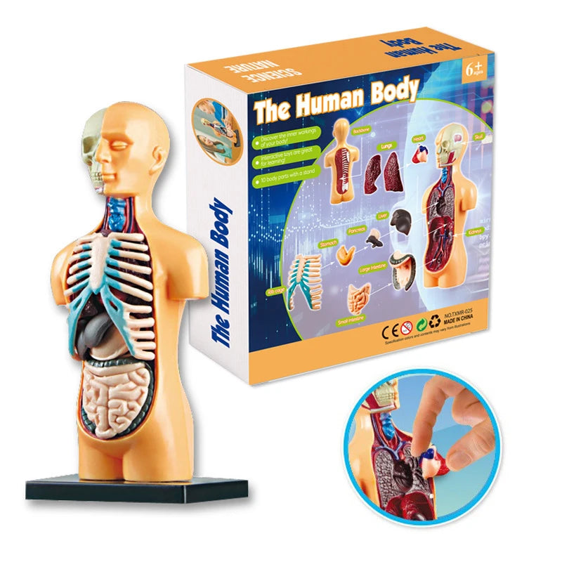 3D human body torso model by X With Love showing internal organs and anatomy for educational learning and teaching aids for children.