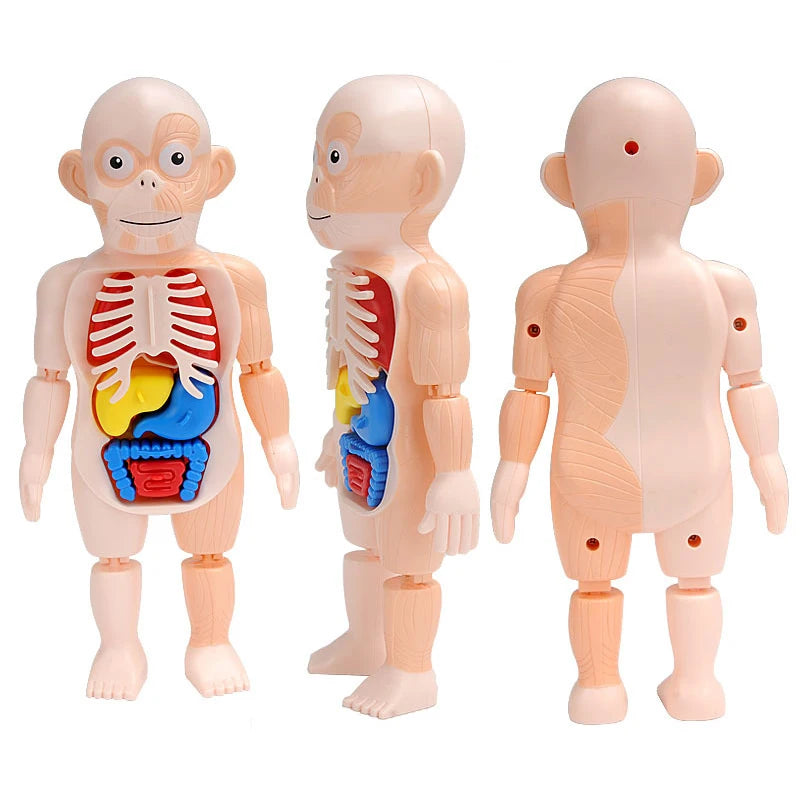 3D human body torso model by X With Love, educational DIY toy showing internal organs for children’s anatomy learning.