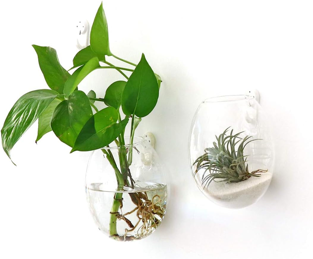 Two egg-shaped glass propagation stations for hydroponic plants, ideal for home, office, or garden decor.