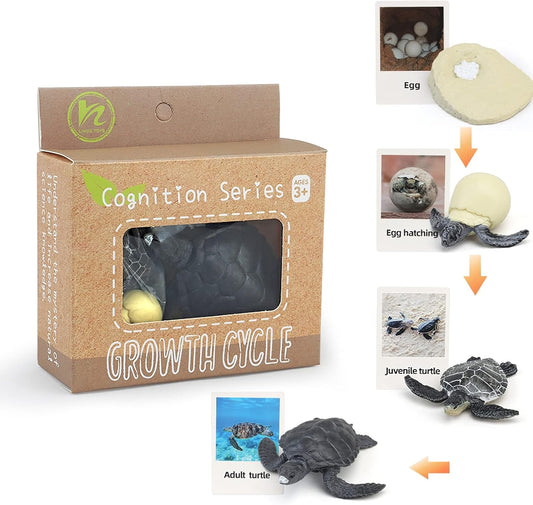 Realistic turtle animal figure from Montessori Life Cycle set with flash cards, educational toy for children aged 3+