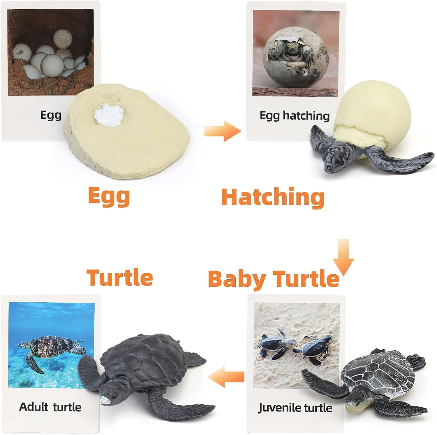 Realistic turtle figure from X With Love Montessori life cycle animal set with matching flash cards for educational toddler play.
