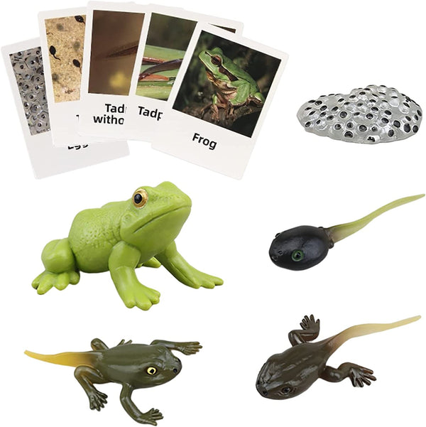 Realistic plastic frog life cycle figurines with flash cards showing tadpole to adult frog stages, educational Montessori toy.