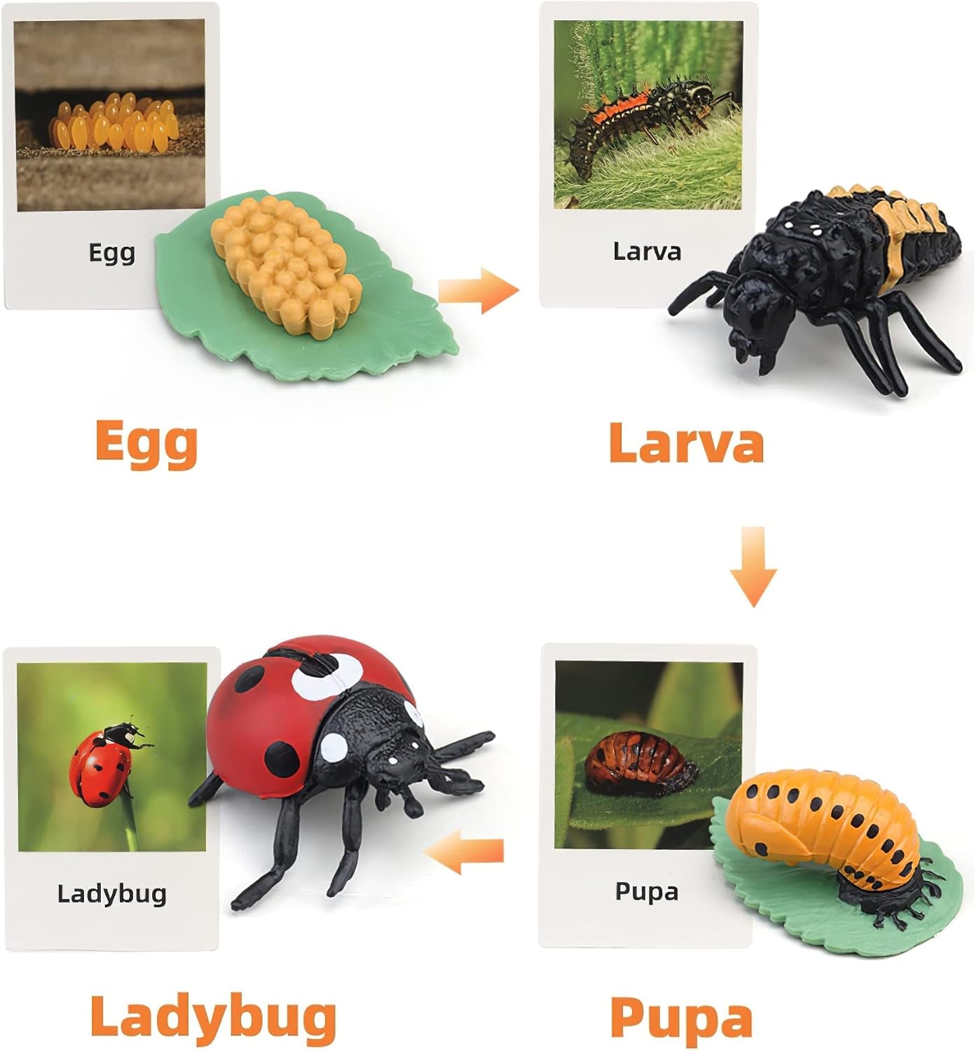 Realistic ladybug Montessori life cycle animal figure with matching flash cards, educational toy for children aged 3+