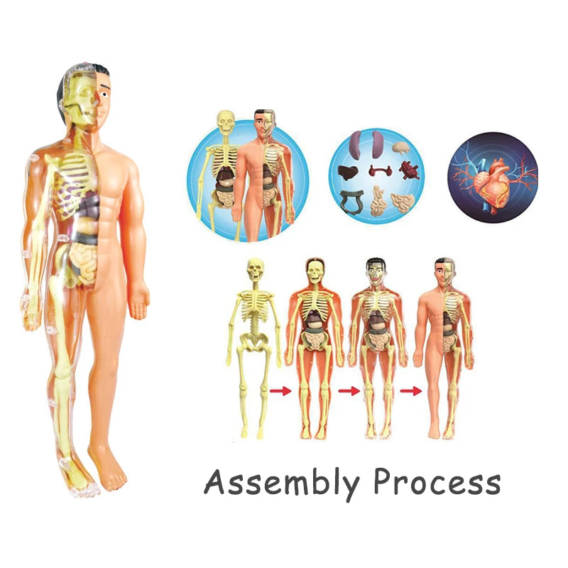 3D human body torso model by X With Love showing internal organs for educational and children's learning assembly toy.