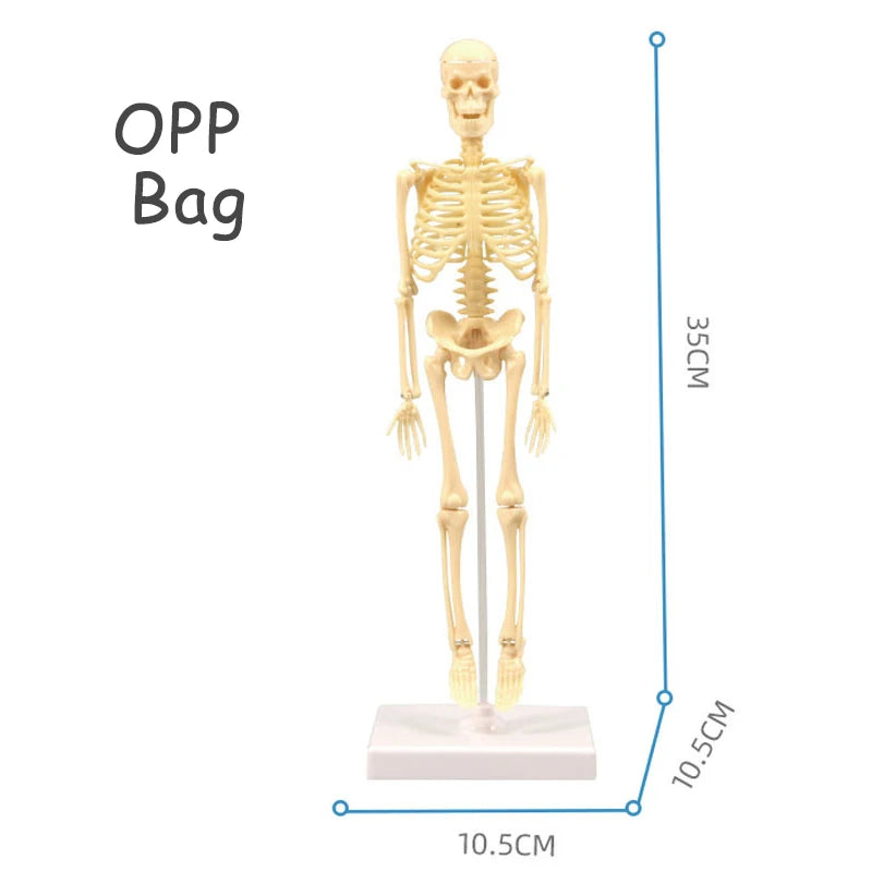 3D human body torso model by X With Love, educational DIY toy showing internal organs for children’s anatomy learning and teaching.